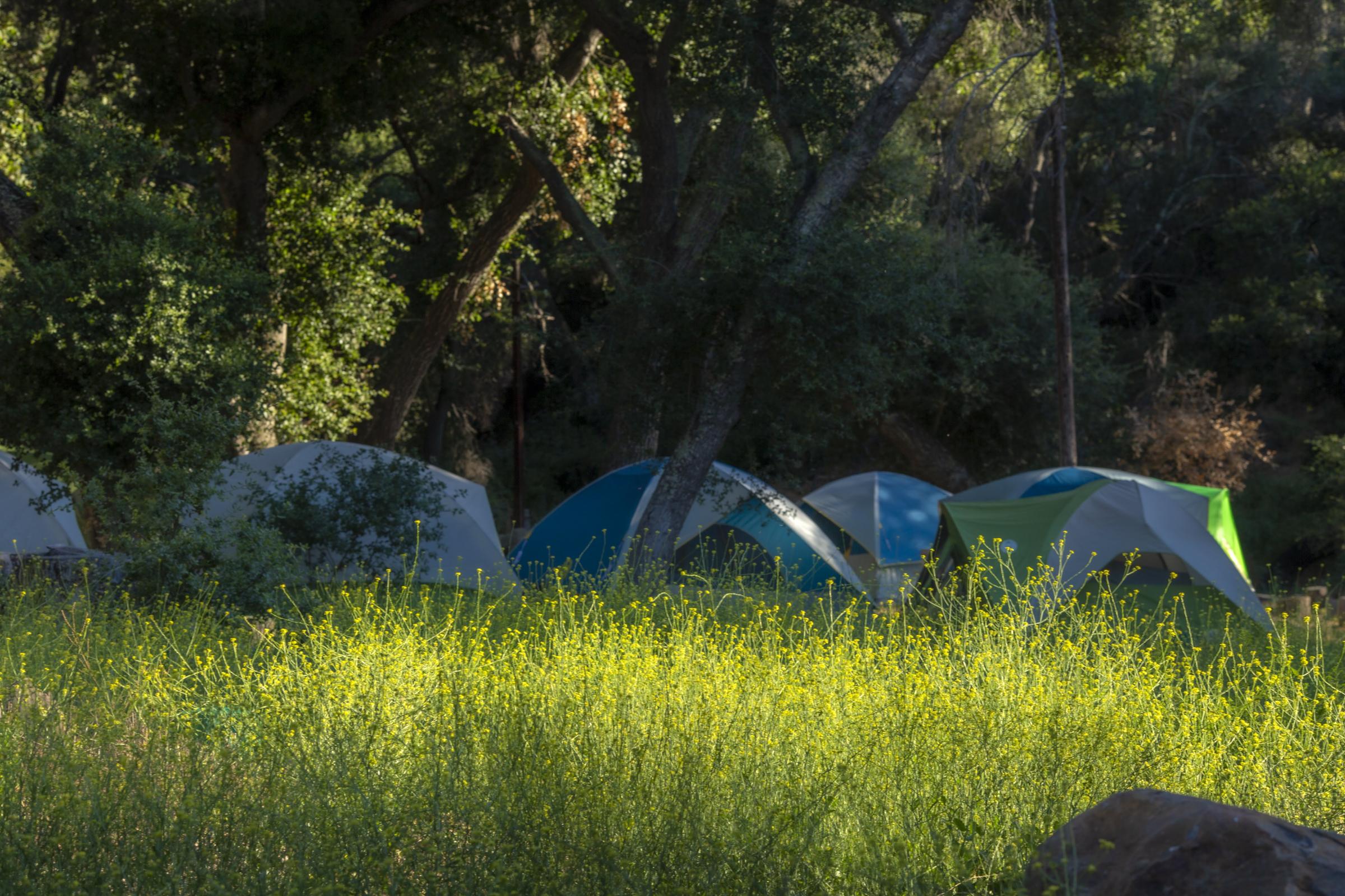 Camping in the Oak Grove