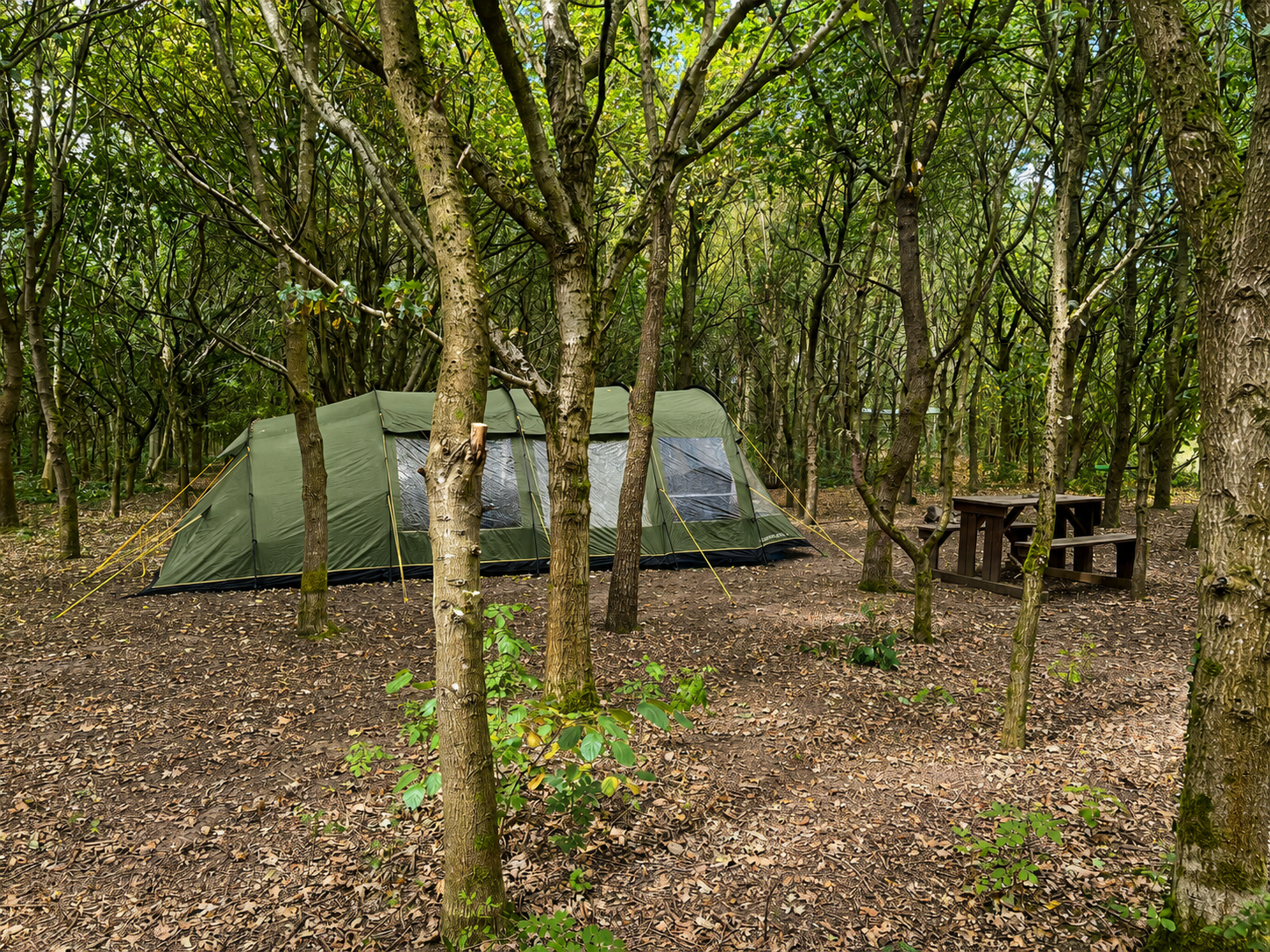 Woodland Camp Pitch amongst the trees - view 3