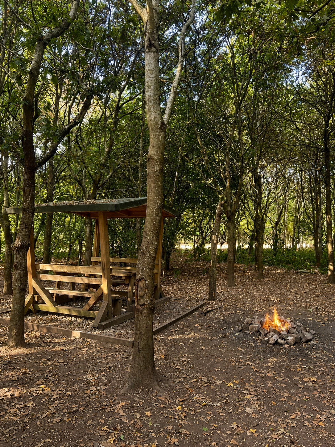 Family Woodland Camp Pitch amongst the trees - view 2