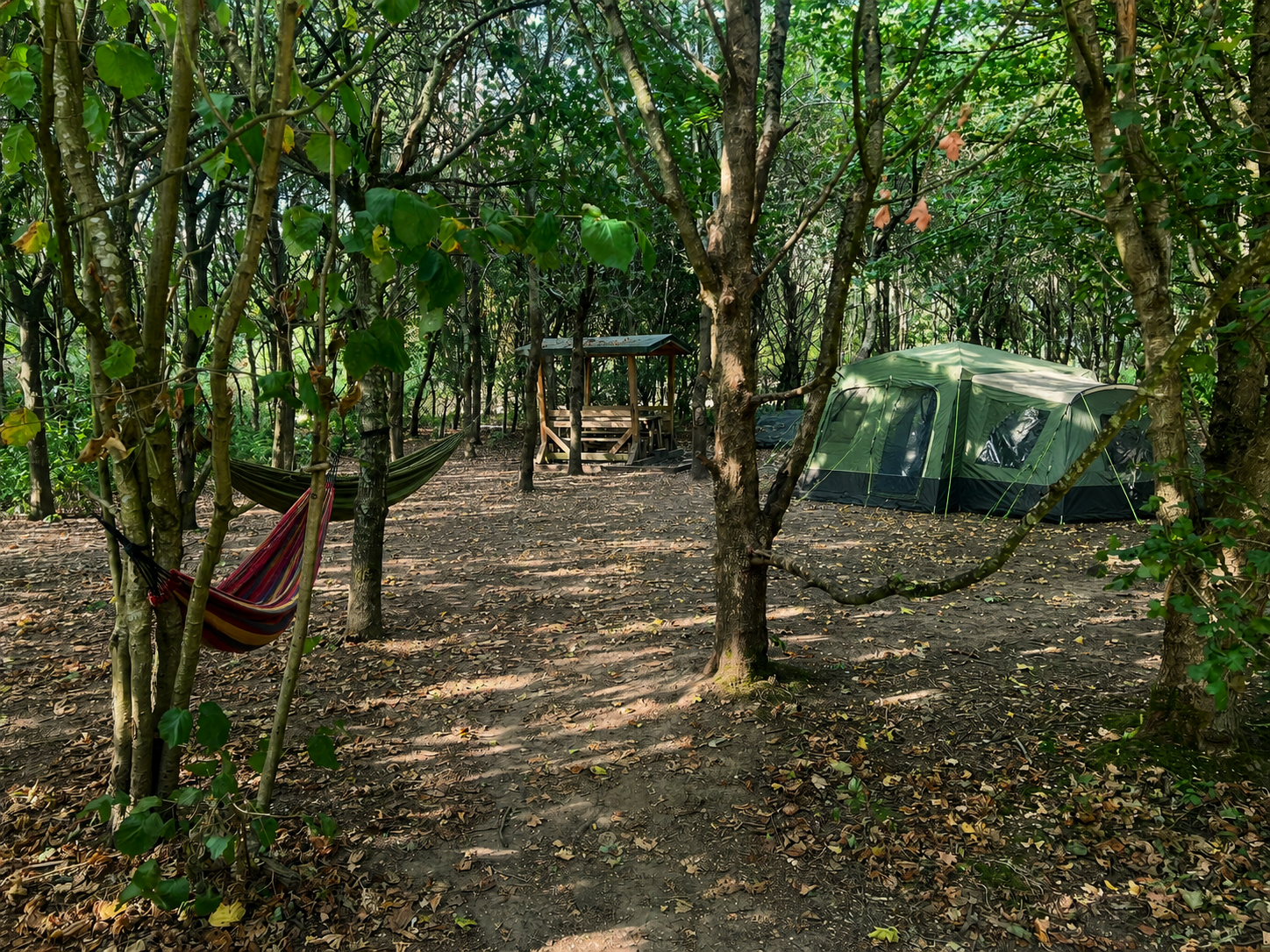 Family Woodland Camp Pitch amongst the trees - view 3