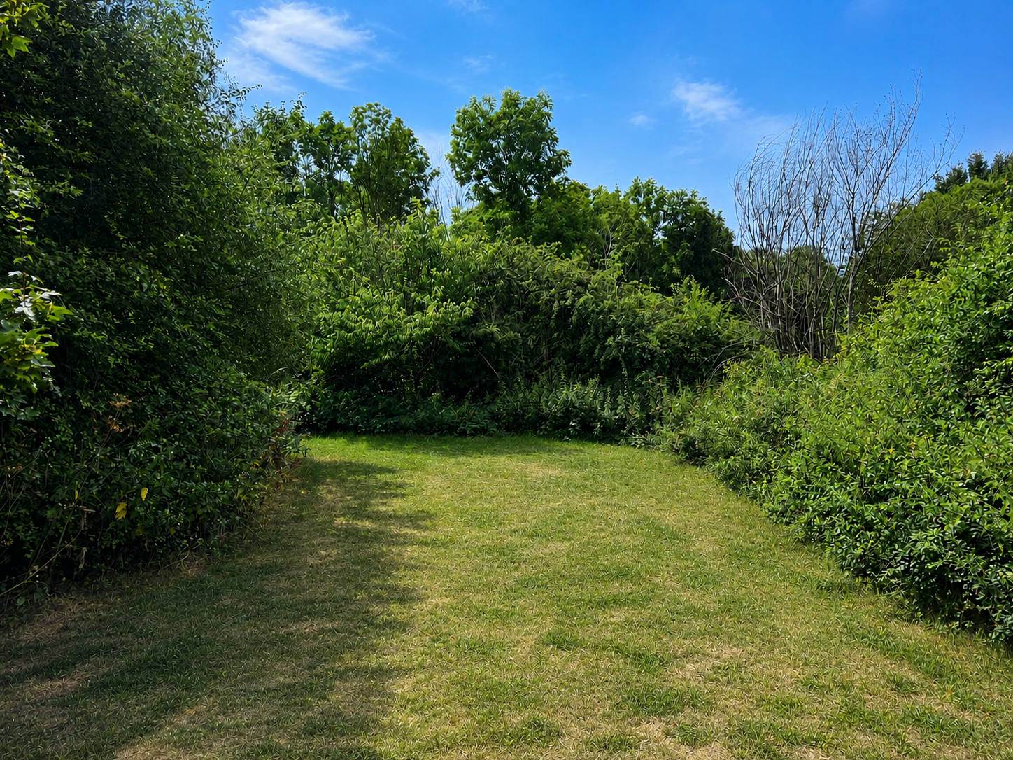The Nook grassy woodland clearing