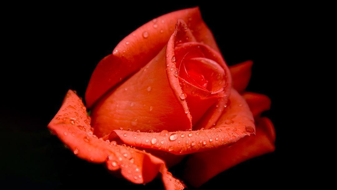 OSHO Mystic Rose November 2026